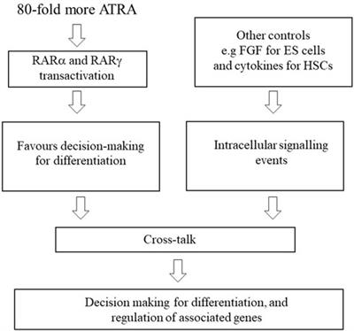 Retinoic acid receptor regulation of decision-making for cell differentiation